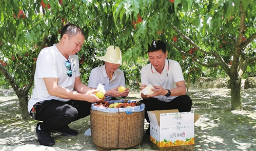 致富黄花_致富经黄_致富黄金叶